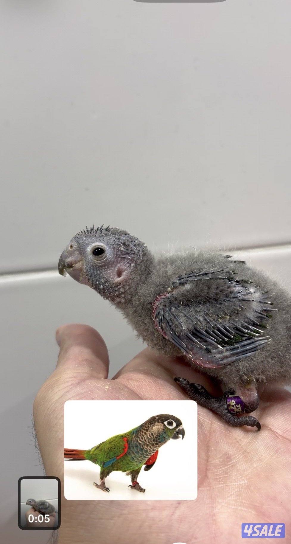 فرخ بيرلي كنيور🦜 العمر ٣  اسابيع محجل ومن انتاجي   شامل جميع ملحقاته0