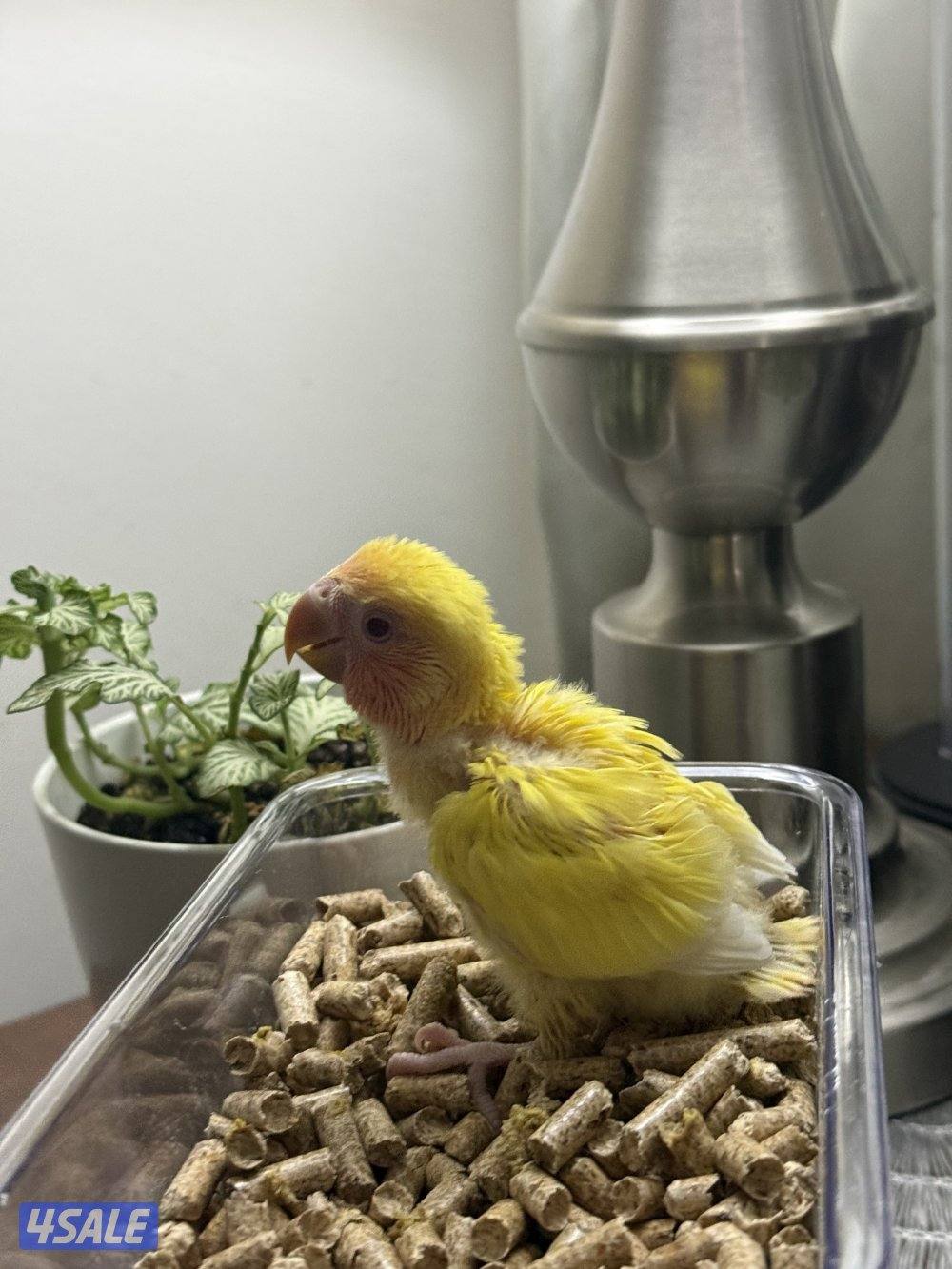 لوف بيرد ( روز ) عس الوان صعبه 😍😍1