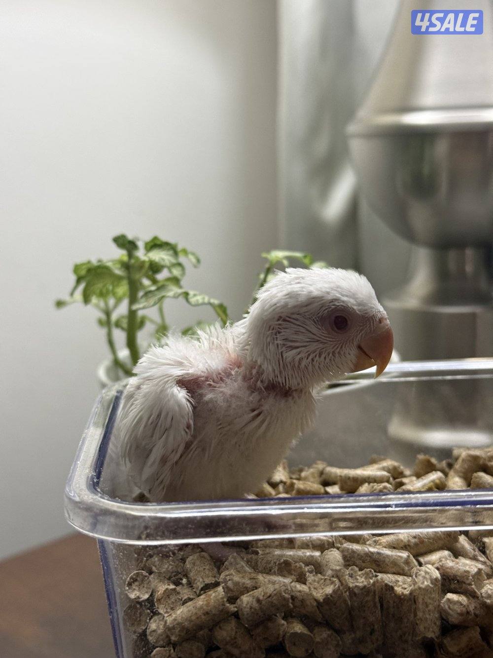 لوف بيرد ( روز ) عس الوان صعبه 😍😍2