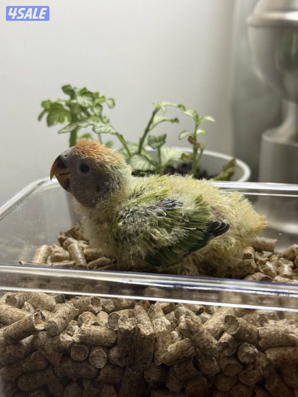 لوف بيرد ( روز ) عس الوان صعبه 😍😍3