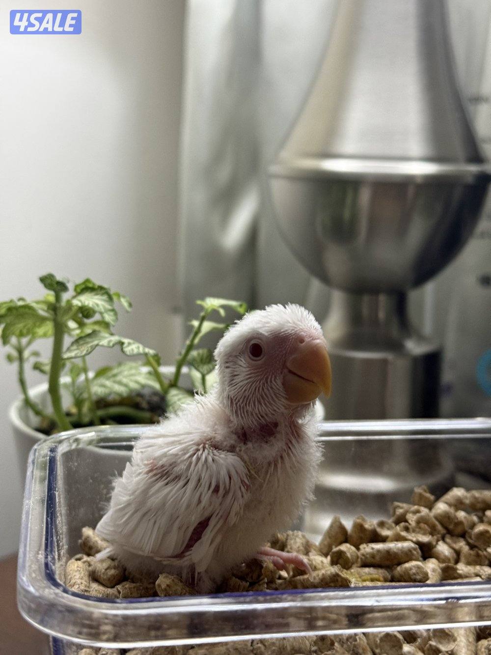 لوف بيرد ( روز ) عس الوان صعبه 😍😍4