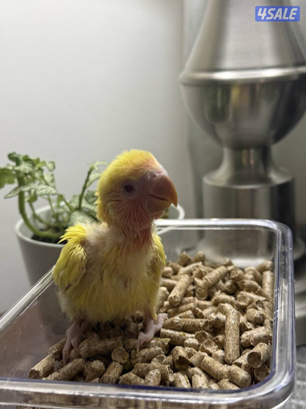 لوف بيرد ( روز ) عس الوان صعبه 😍😍5