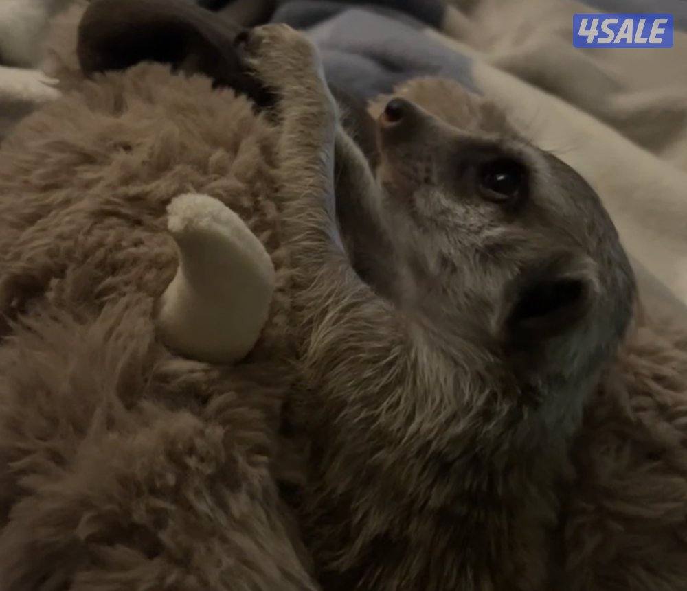 انثى ميركات هاديه صغيره ولاده اخر شهر واحد .. التواصل واتساب0