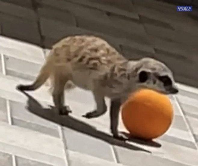 انثى ميركات هاديه صغيره ولاده اخر شهر واحد .. التواصل واتساب2