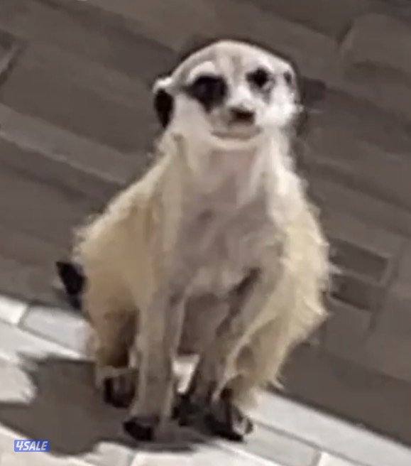 انثى ميركات هاديه صغيره ولاده اخر شهر واحد .. التواصل واتساب3