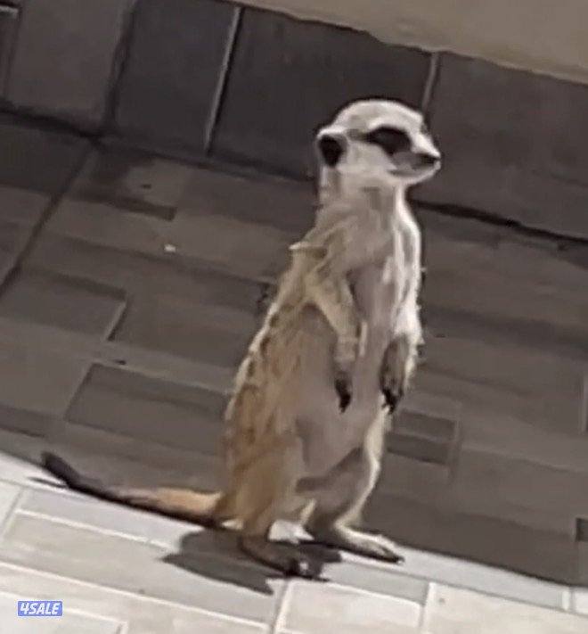 انثى ميركات هاديه صغيره ولاده اخر شهر واحد .. التواصل واتساب4