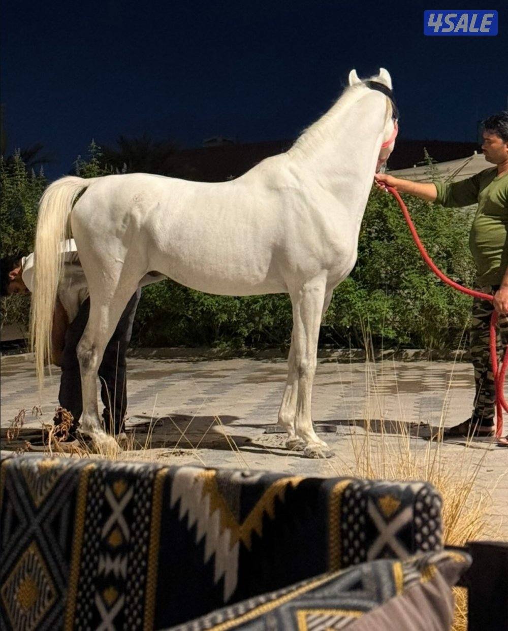 للبيع حصان مصري الغلا مسك0