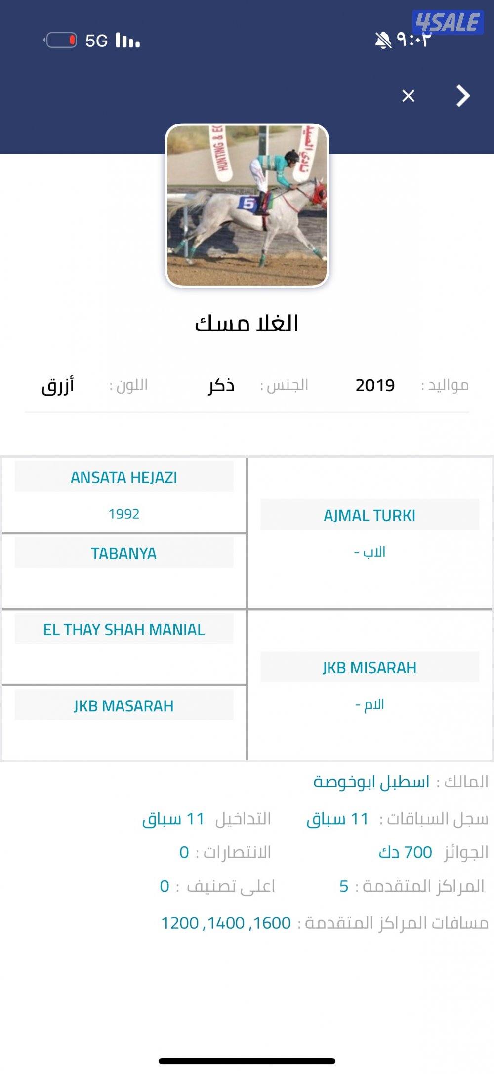 للبيع حصان مصري الغلا مسك1