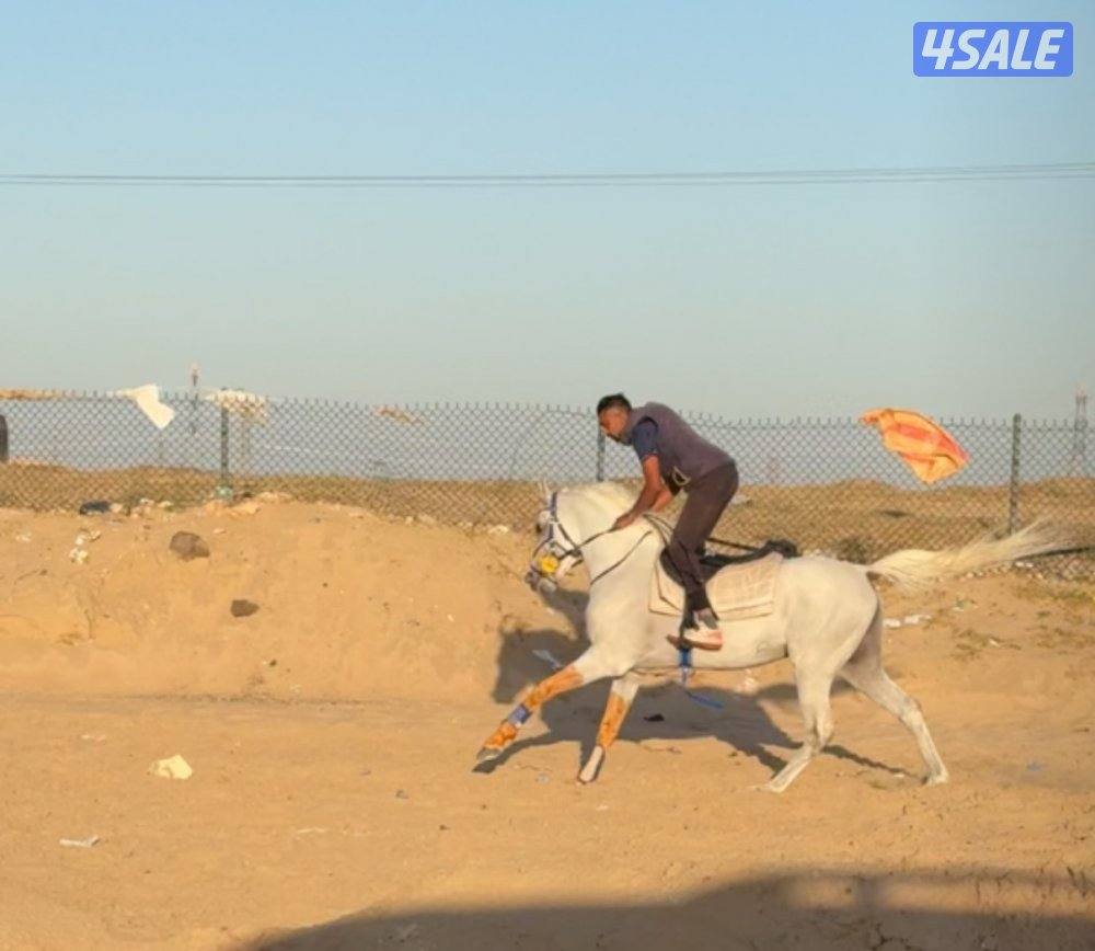 للبيع حصان مصري الغلا مسك2