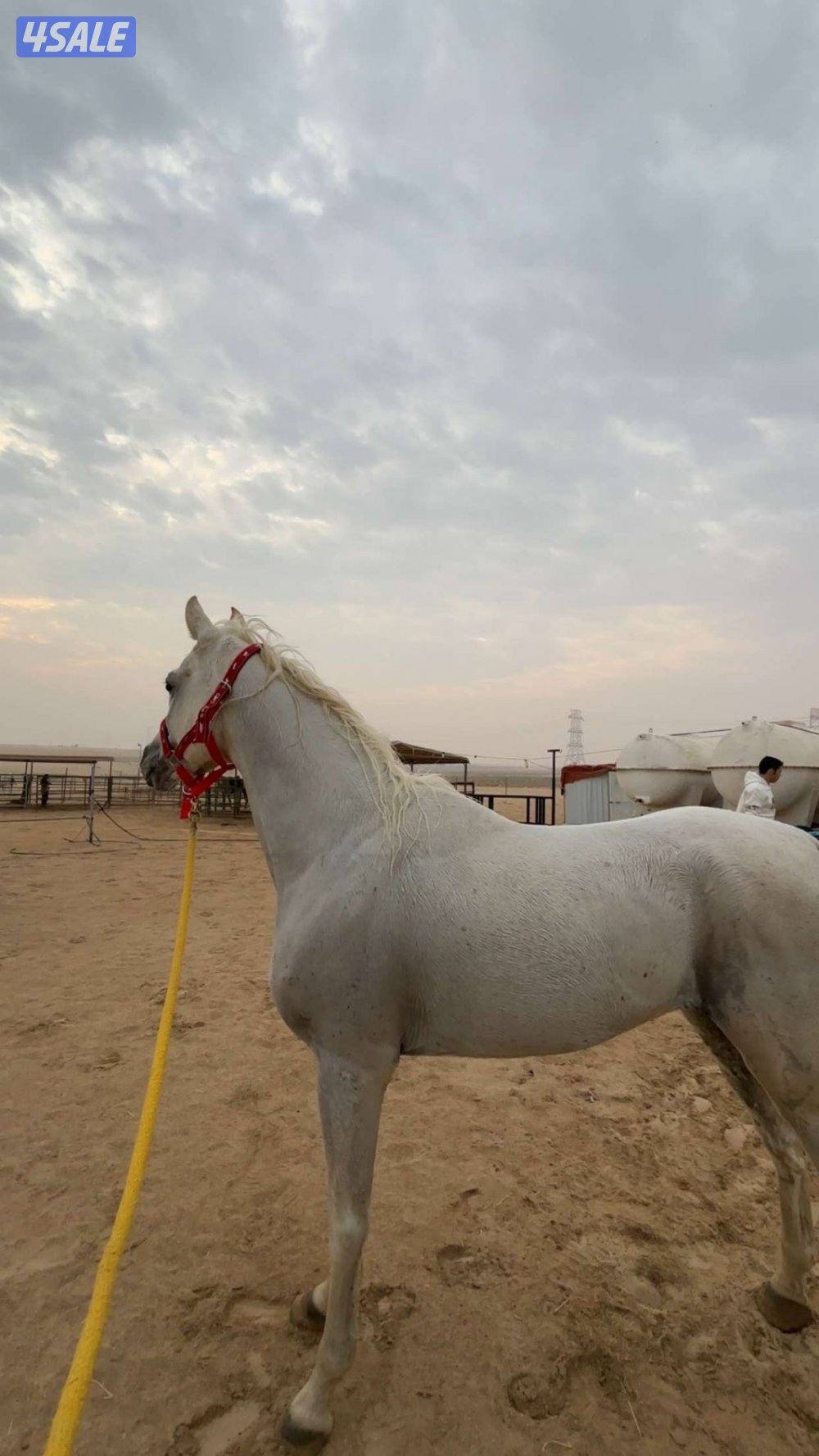 حصان مصري بيور ريس0