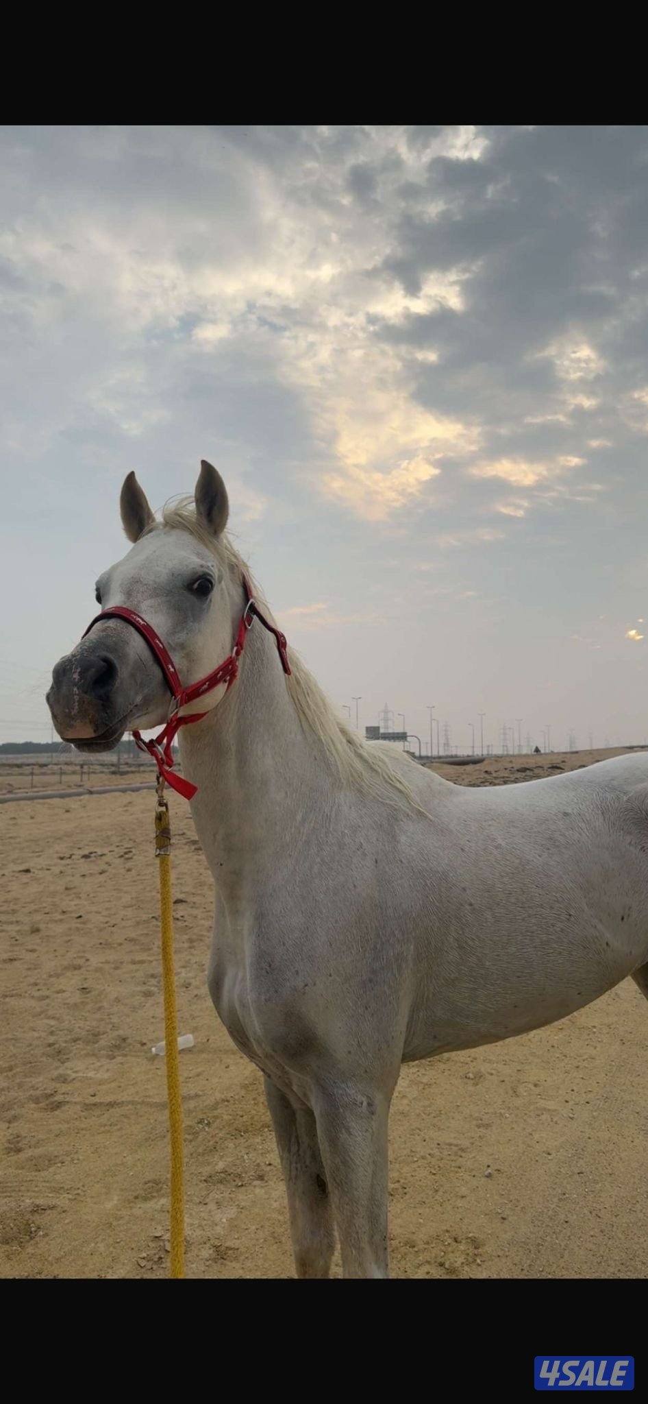 حصان مصري بيور ريس1