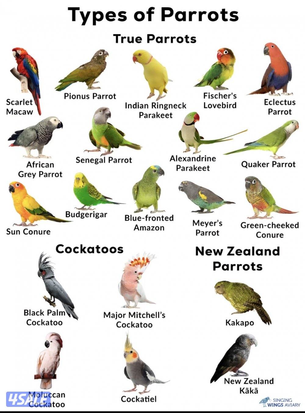 نشتري جميع انواع الطيور الناطقه والمغرده0