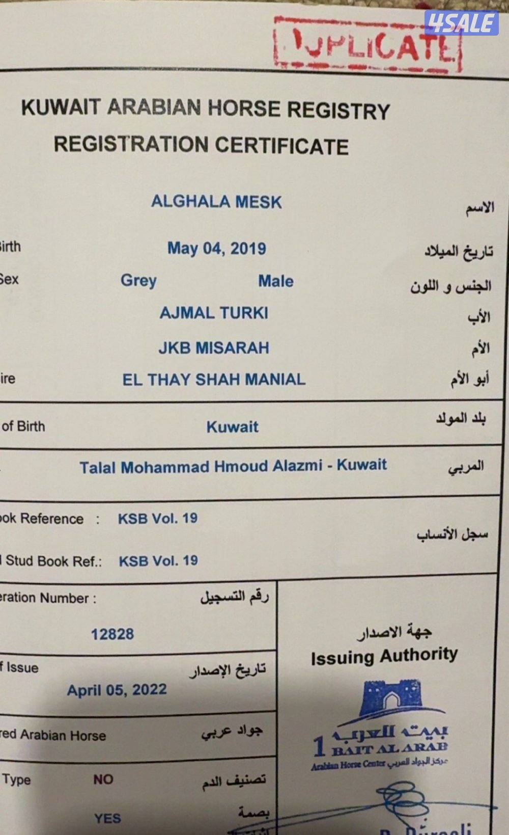 للبيع حصان مصري الغلا مسك3