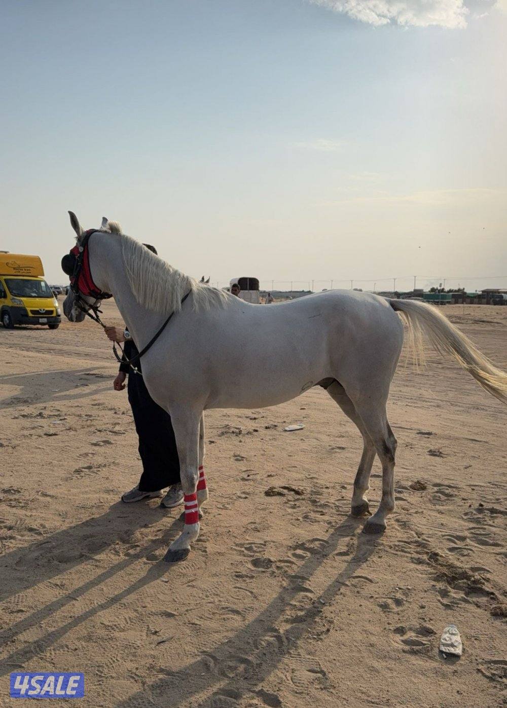 للبيع حصان مصري الغلا مسك4