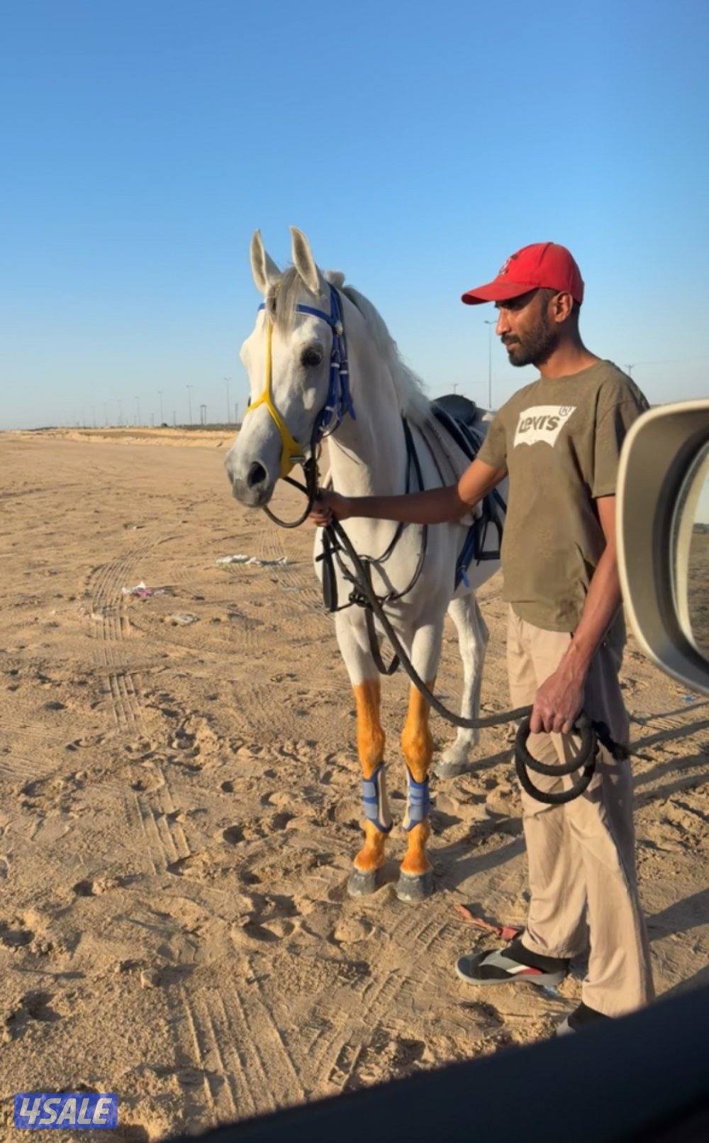 للبيع حصان مصري الغلا مسك5