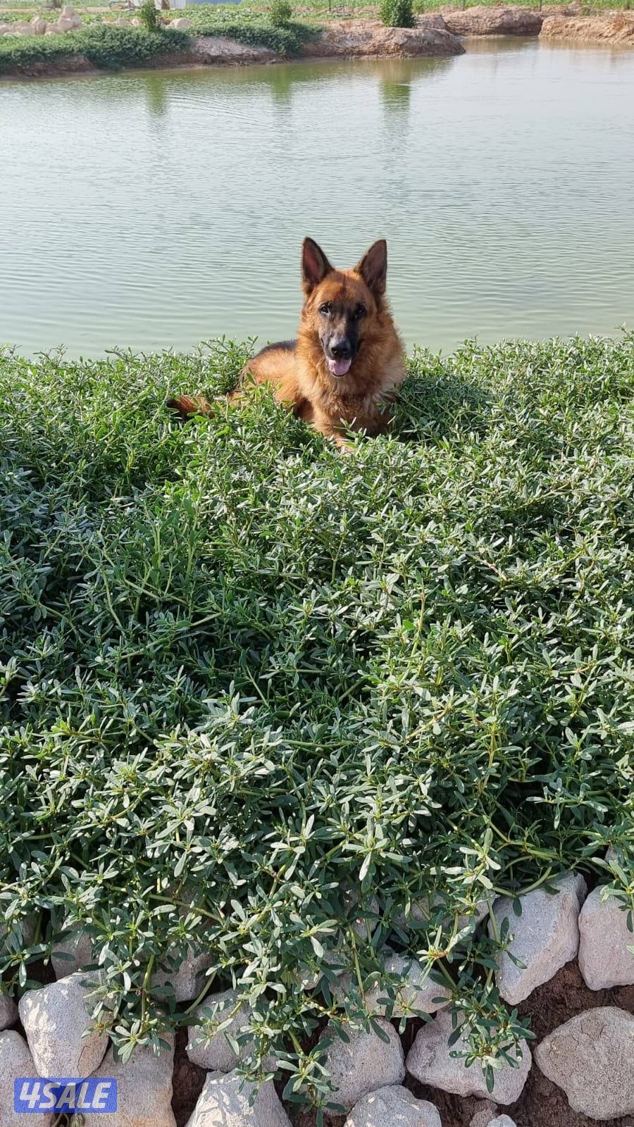 للبيع جيرمان شبرد1