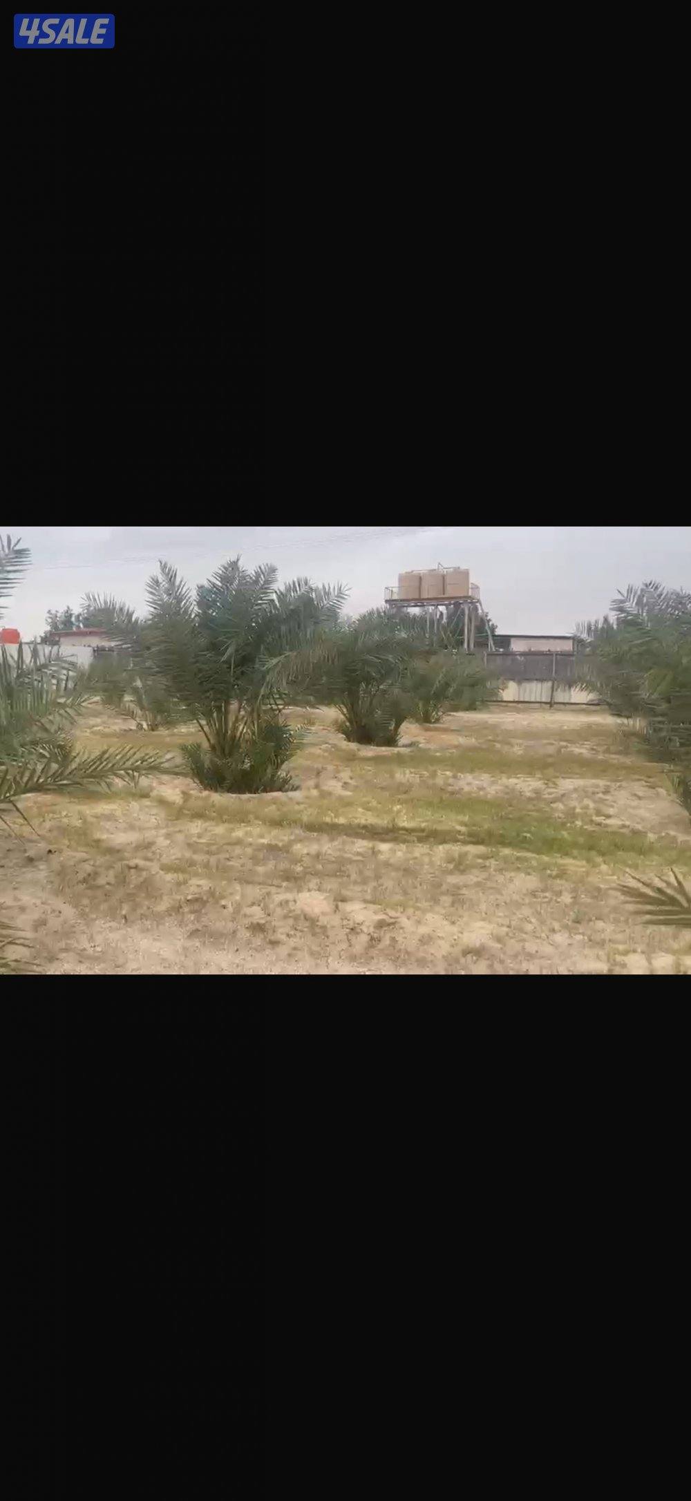 للبيع نخل نسيجي مع فروخهم0