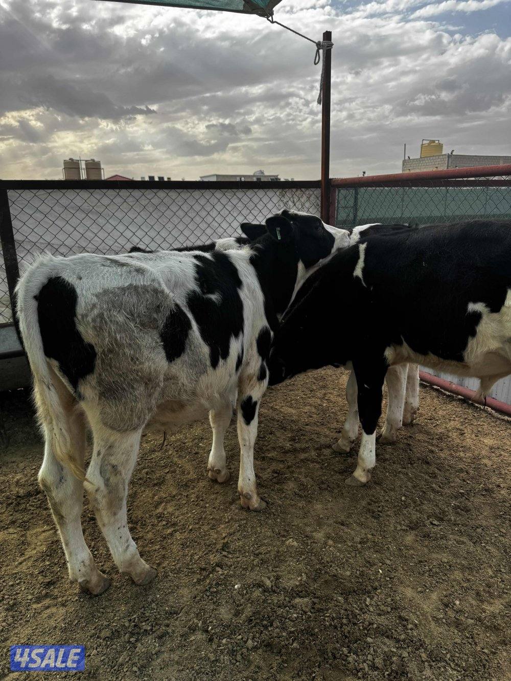 عجول للبيع0