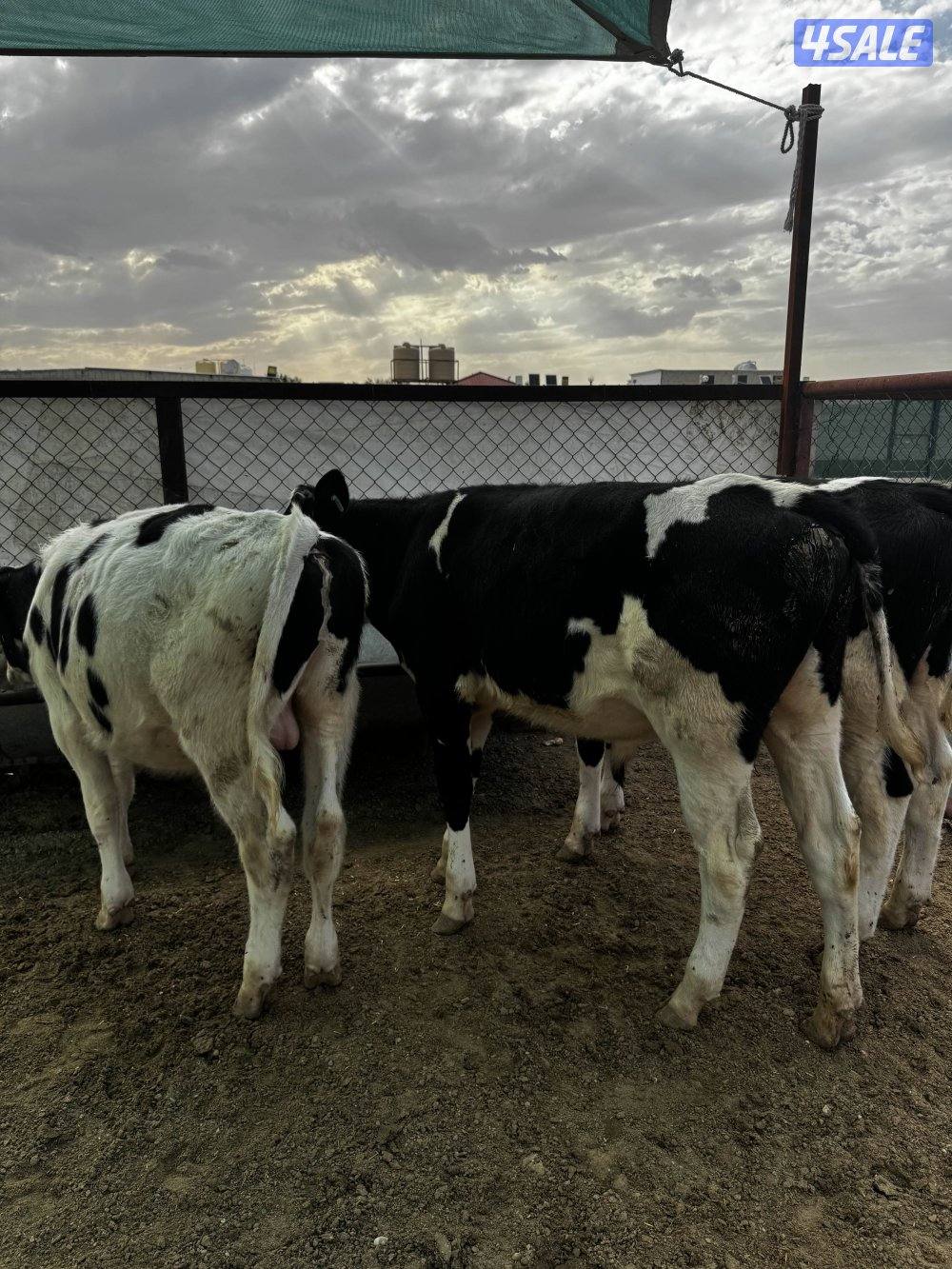 عجول للبيع1