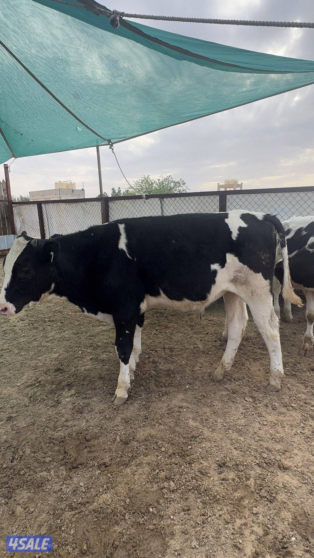 عجول للبيع2