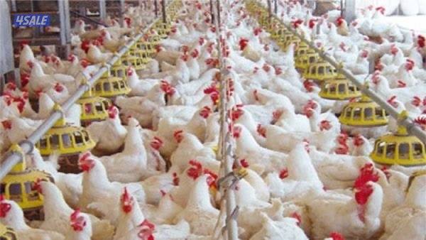 للايجار شبرات او عنابر دواجن مزارع الوفره مجهزه بالكامل تبرير وتدفئة0