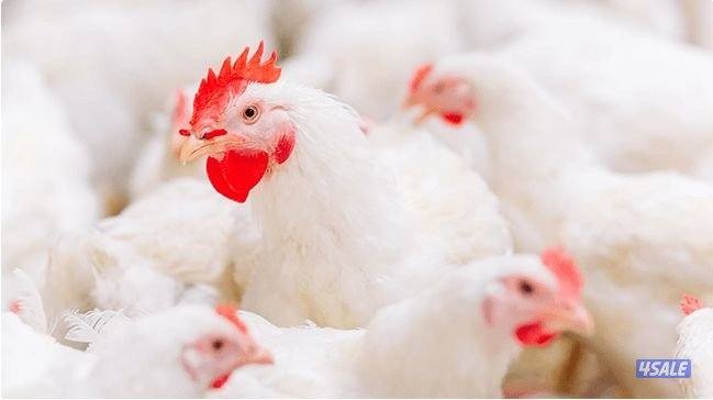 للايجار شبرات او عنابر دواجن مزارع الوفره مجهزه بالكامل تبرير وتدفئة1