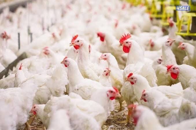 للايجار شبرات او عنابر دواجن مزارع الوفره مجهزه بالكامل تبرير وتدفئة2