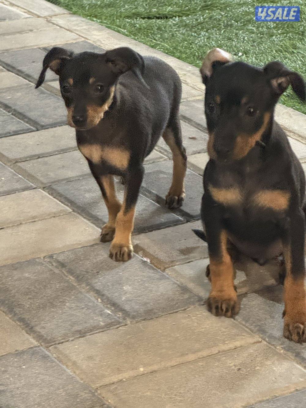 مني دوبر بنجر1