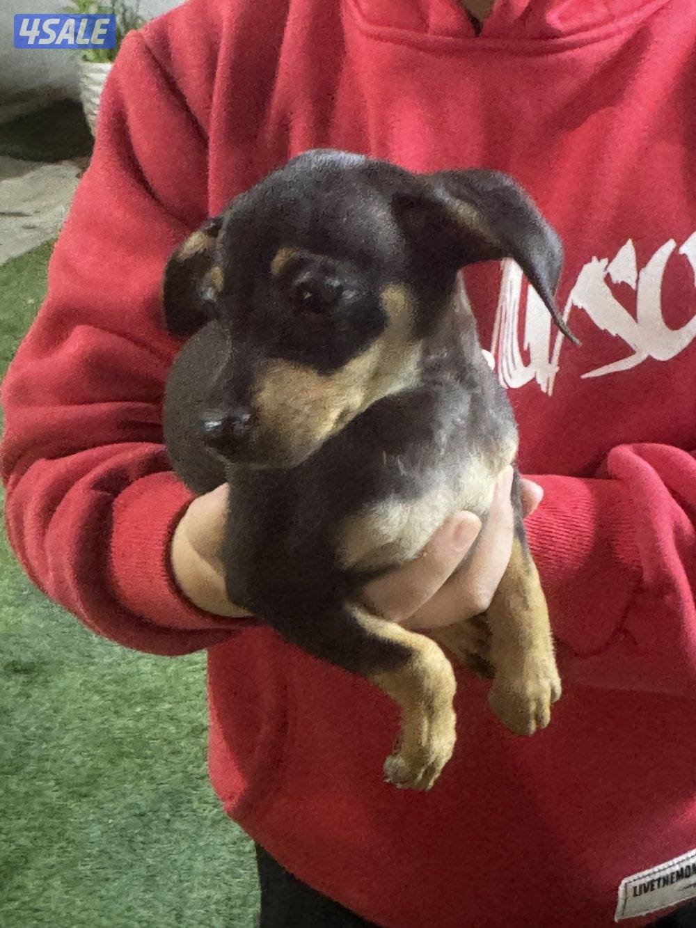 مني دوبر بنجر2