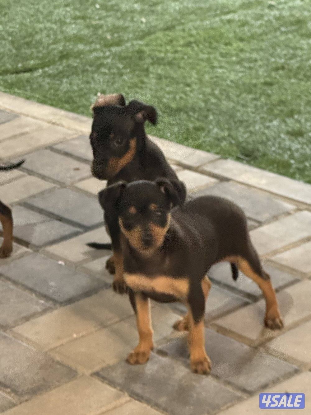 مني دوبر بنجر3