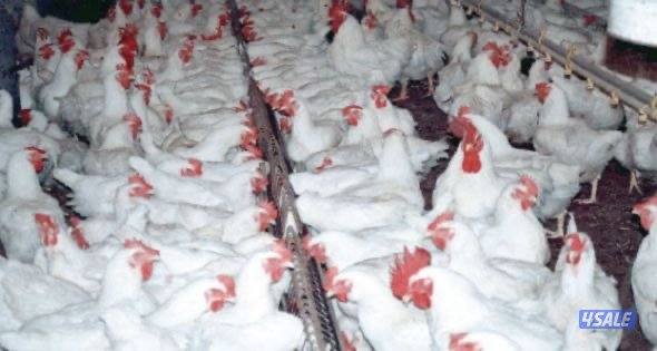 للايجار شبرات او عنابر دواجن مزارع الوفره مجهزه بالكامل تبرير وتدفئة7