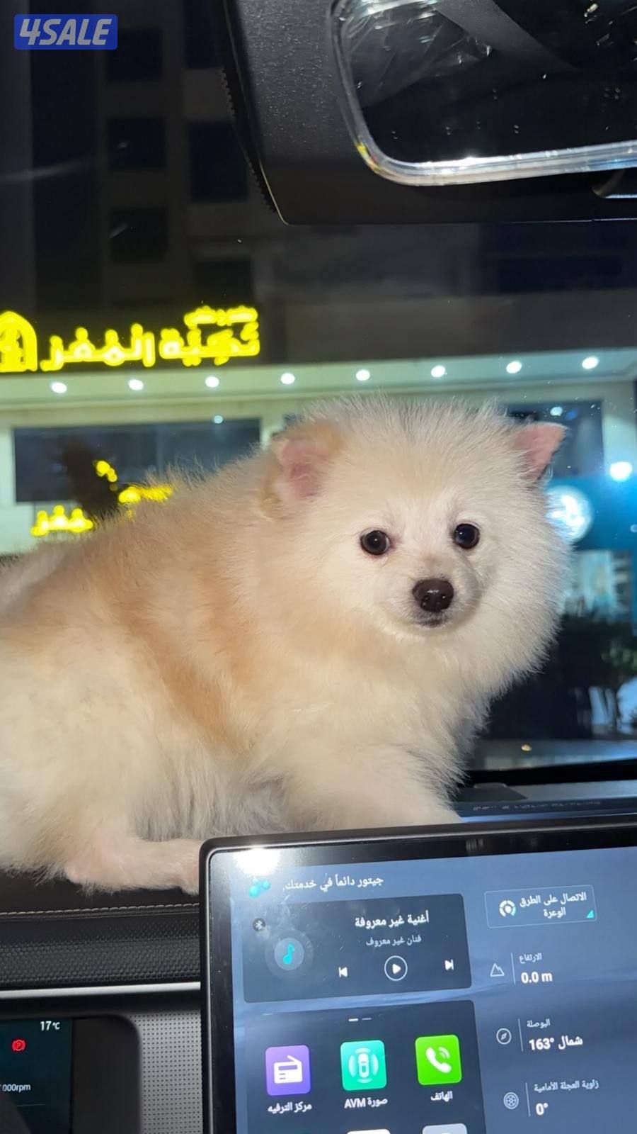 كلب  Pomeranian عمر 10 شهور1