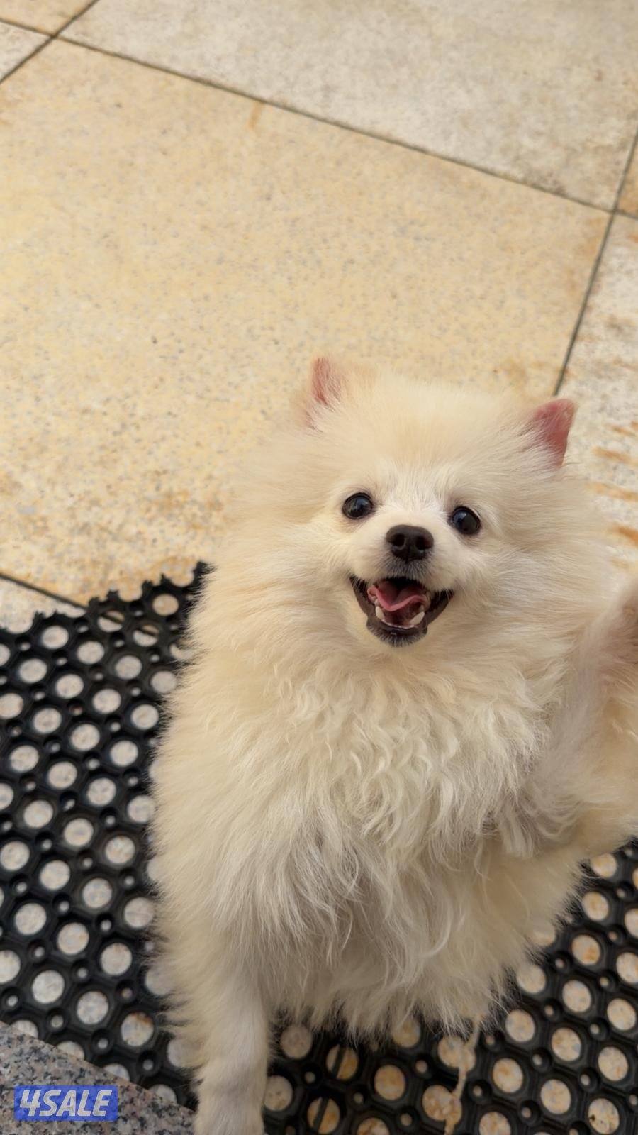 كلب  Pomeranian عمر 10 شهور0