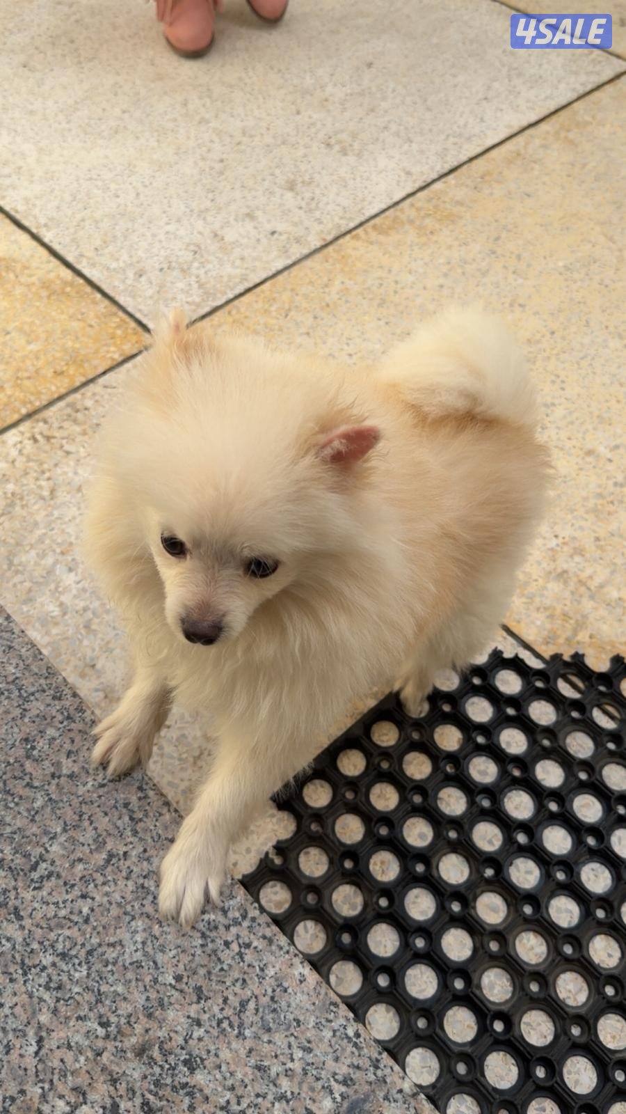 كلب  Pomeranian عمر 10 شهور2
