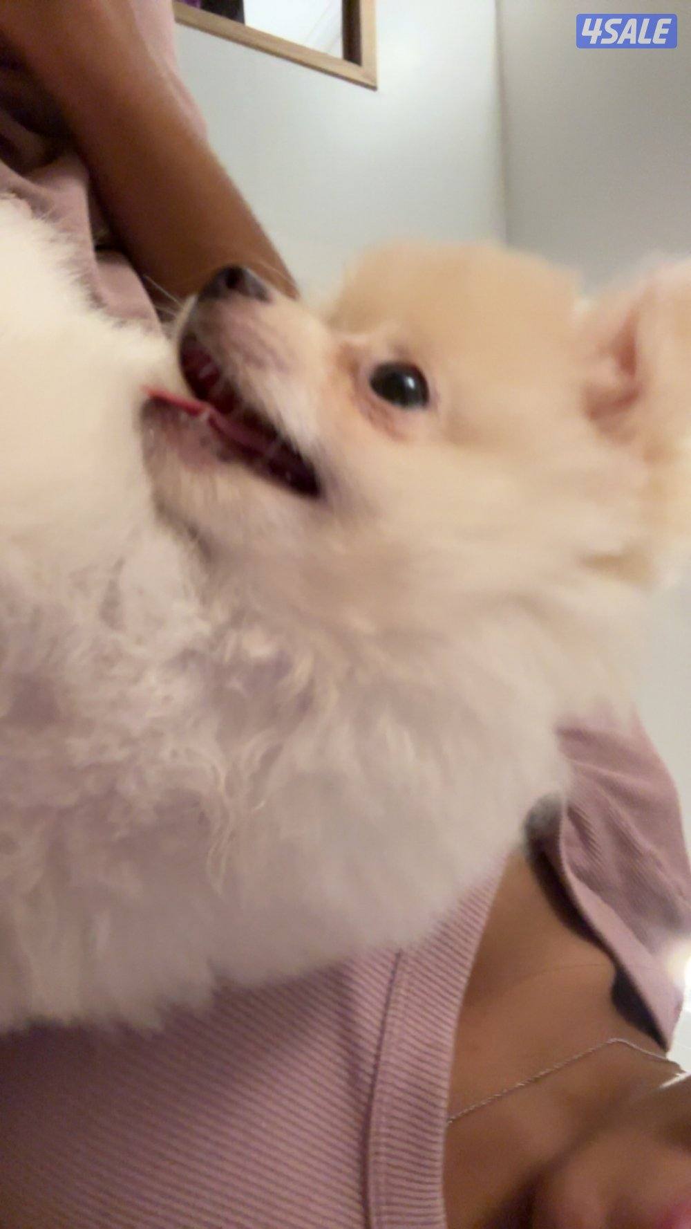 كلب  Pomeranian عمر 10 شهور3