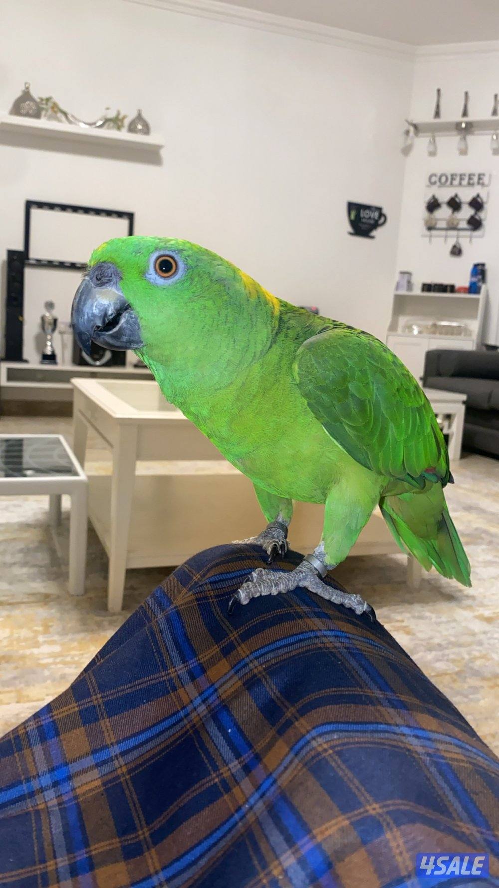 للبيع يلوناب0