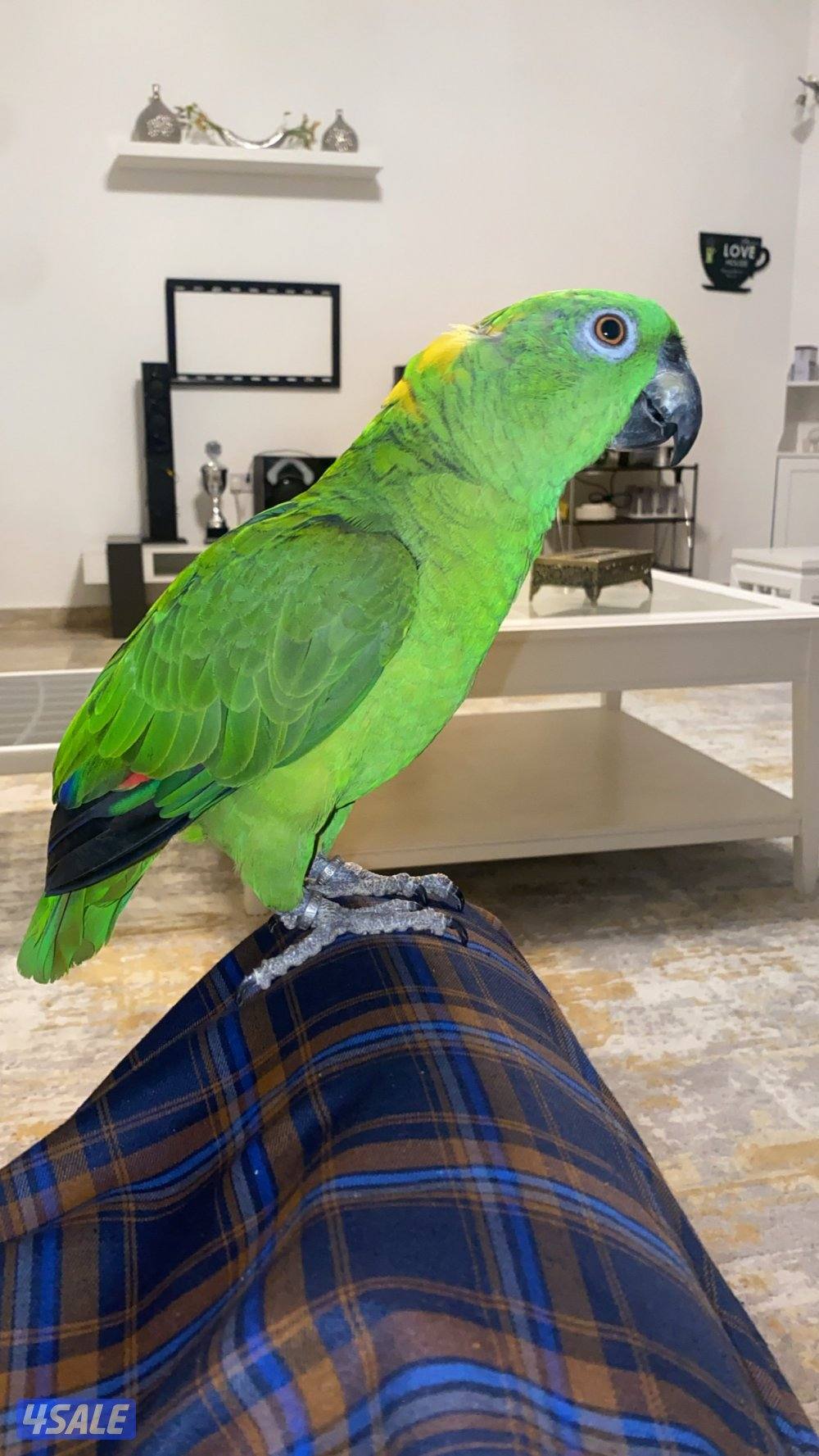 للبيع يلوناب1