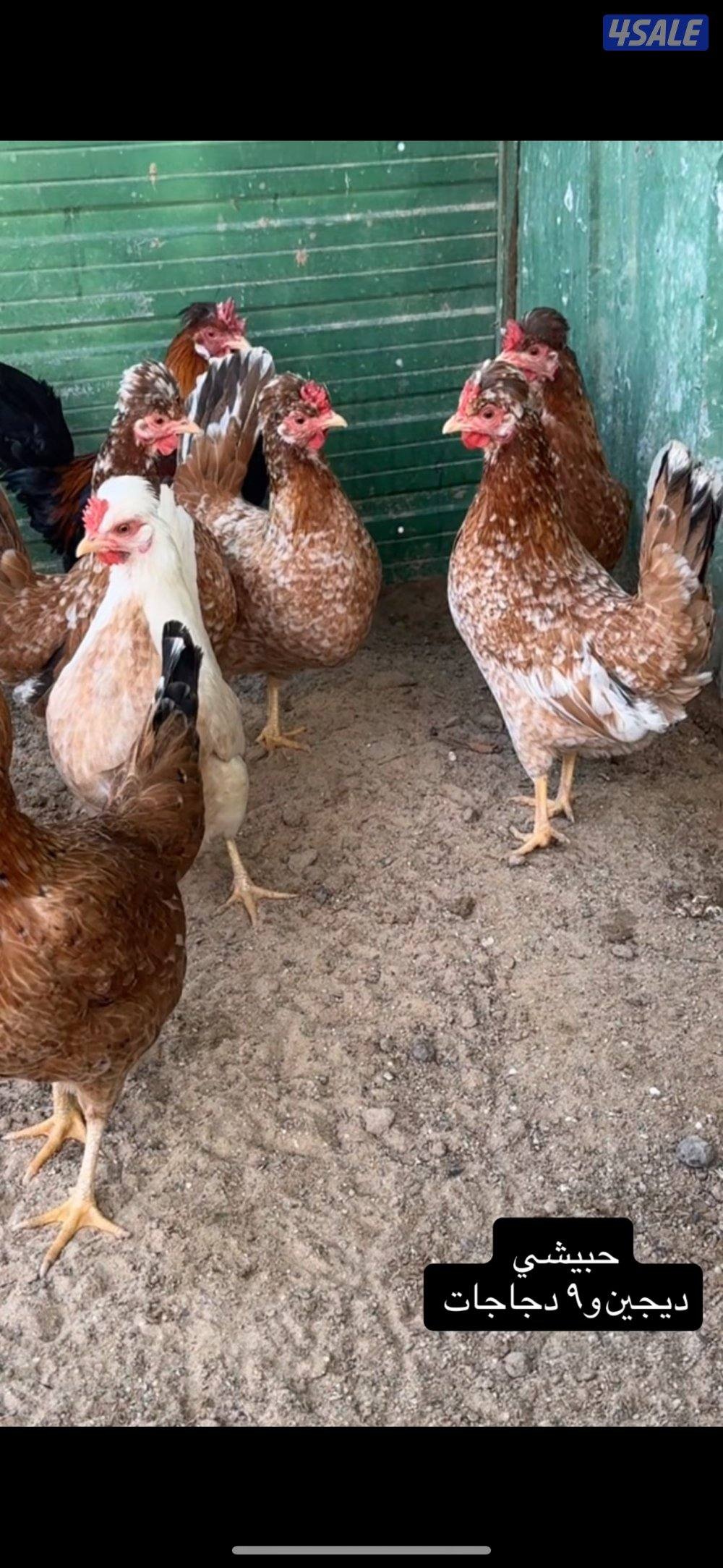 دجاج حبيشي دم نظيف0