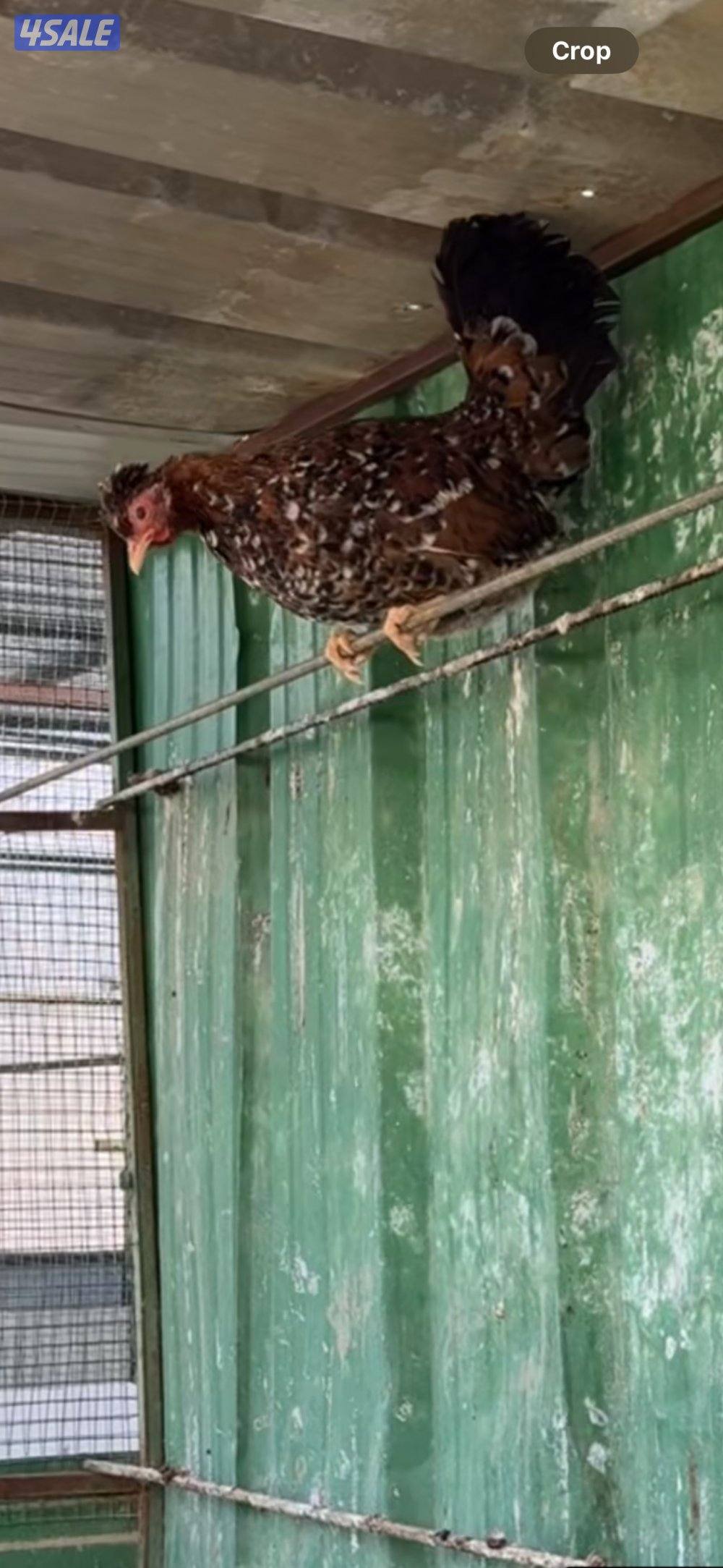 دجاج حبيشي دم نظيف1