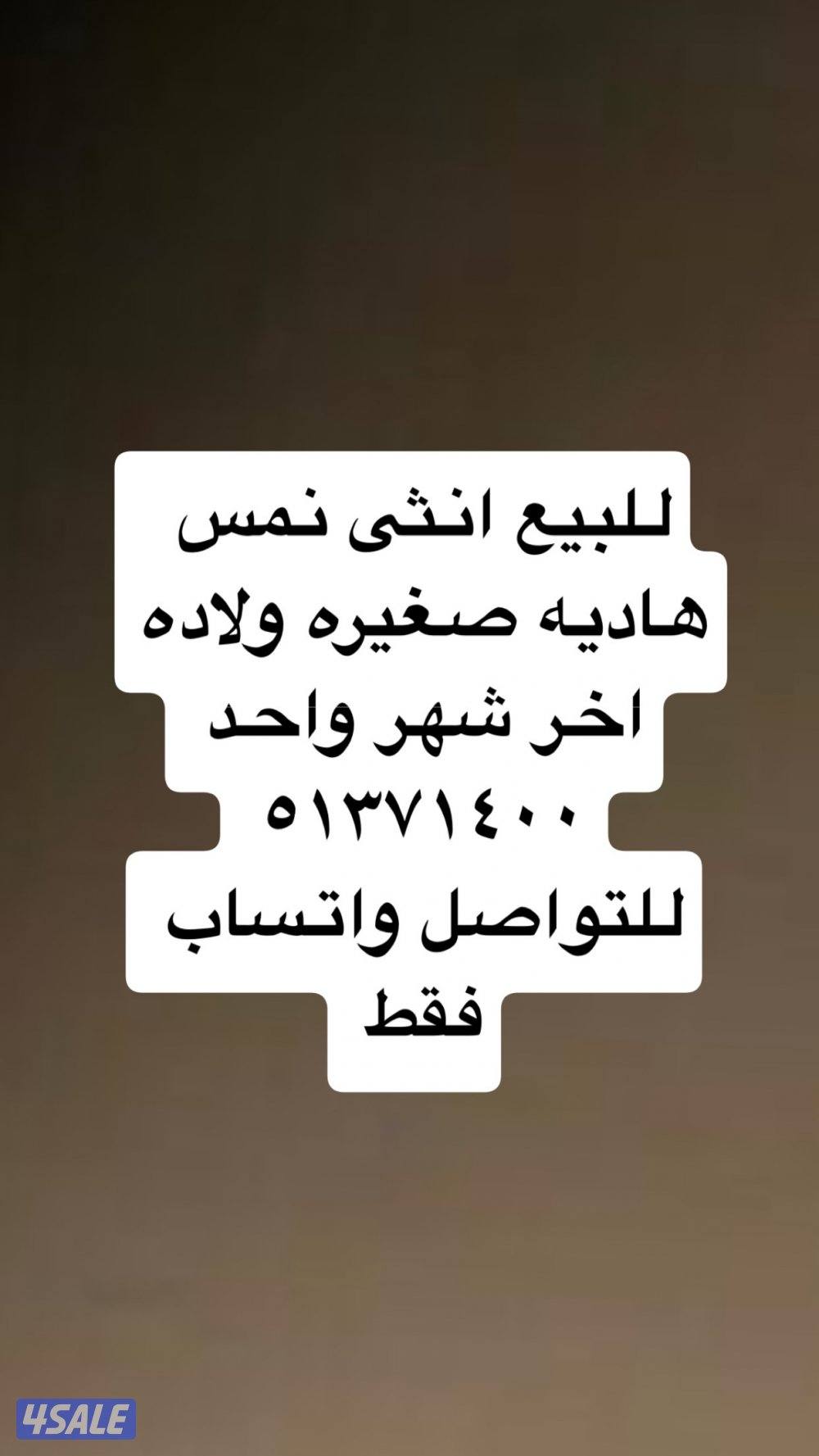 انثى ميركات هاديه صغيره ولاده اخر شهر واحد .. التواصل واتساب1