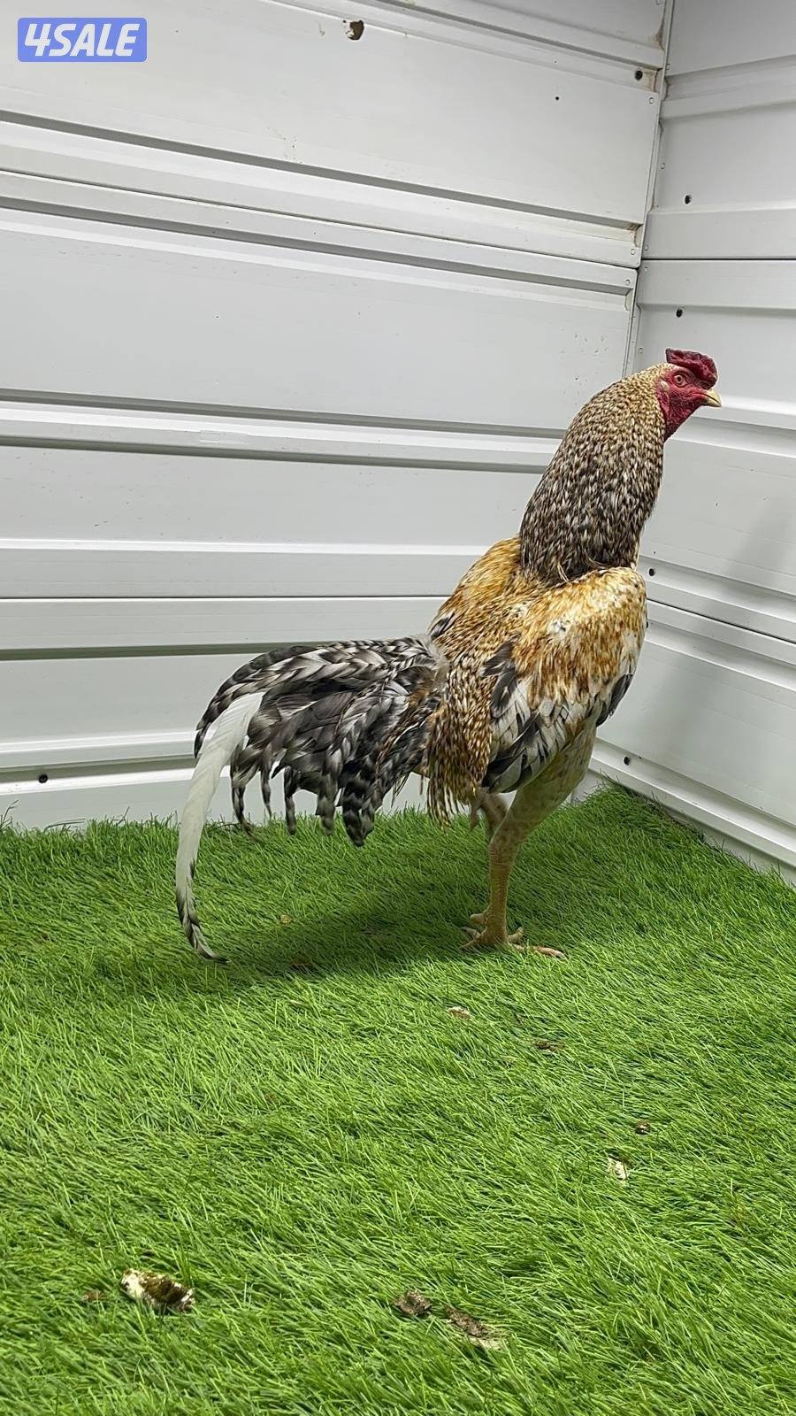 ديوك تايلندية للبيع0