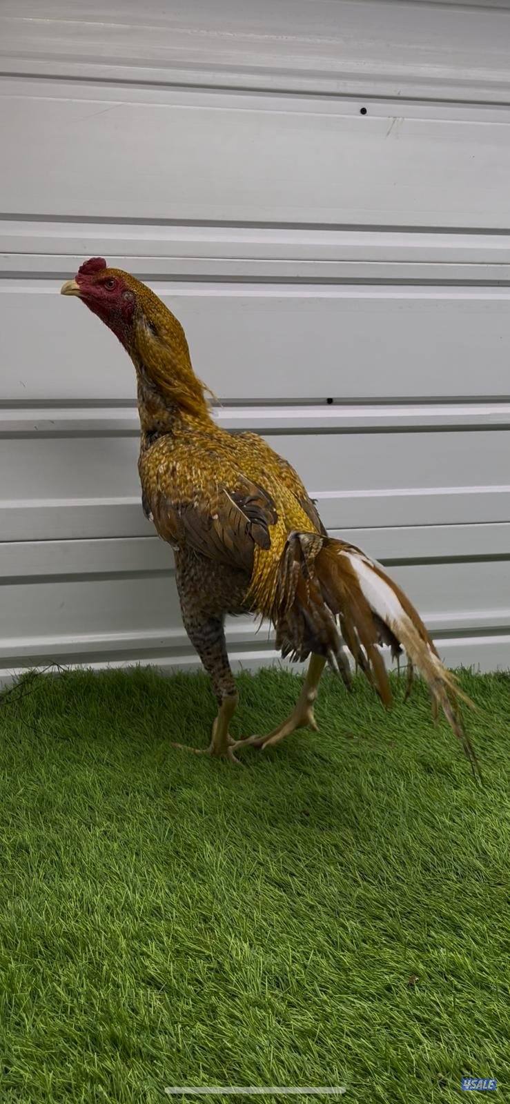 ديوك تايلندية للبيع1