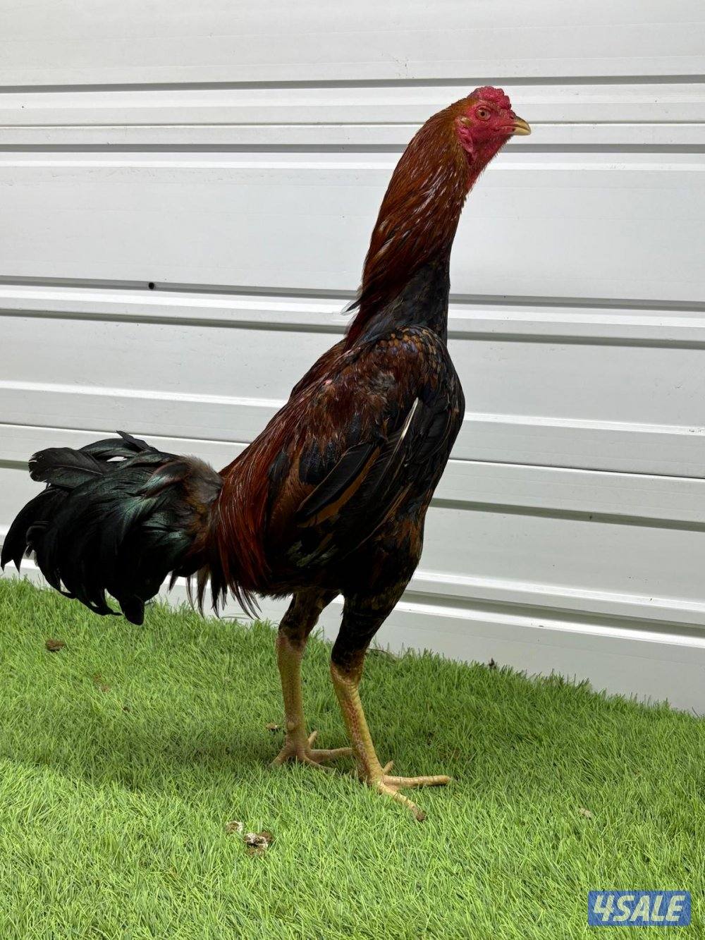 ديوك تايلندية للبيع2