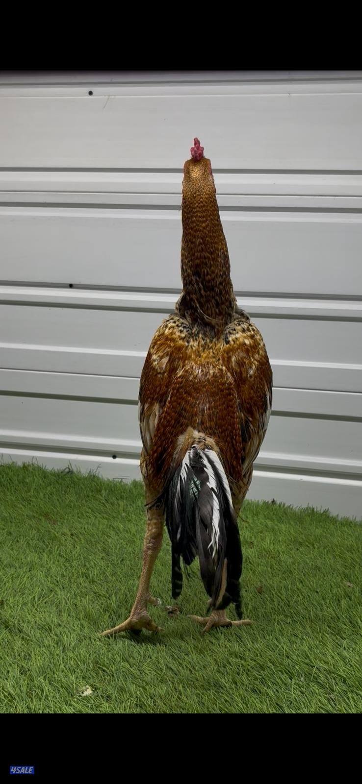 ديوك تايلندية للبيع5