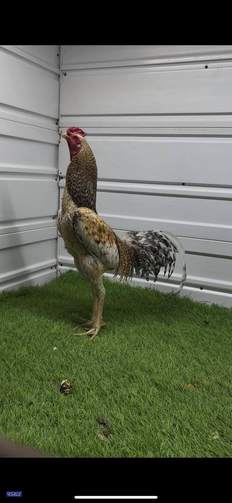 ديوك تايلندية للبيع4