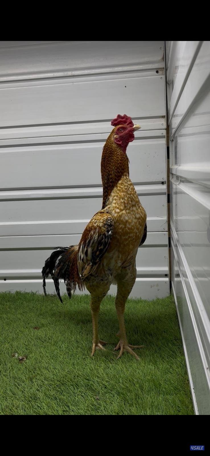 ديوك تايلندية للبيع7