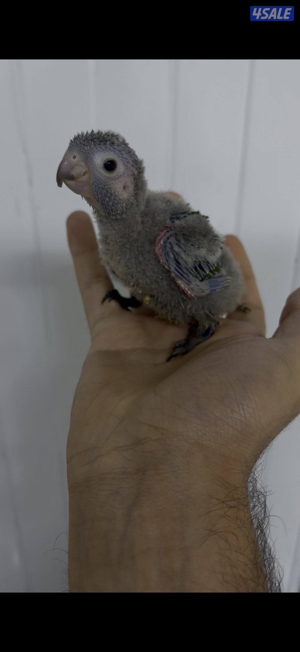 فرخ بيرلي كنيور🦜 العمر ٣  اسابيع محجل ومن انتاجي   شامل جميع ملحقاته2