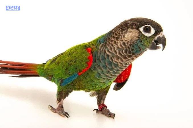 فرخ بيرلي كنيور🦜 العمر ٣  اسابيع محجل ومن انتاجي   شامل جميع ملحقاته1