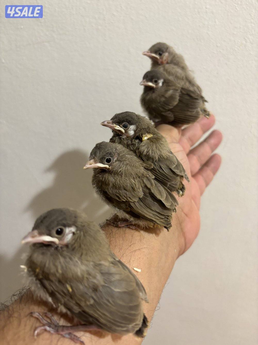 فروخ بلابل عس صحه ونظافة0