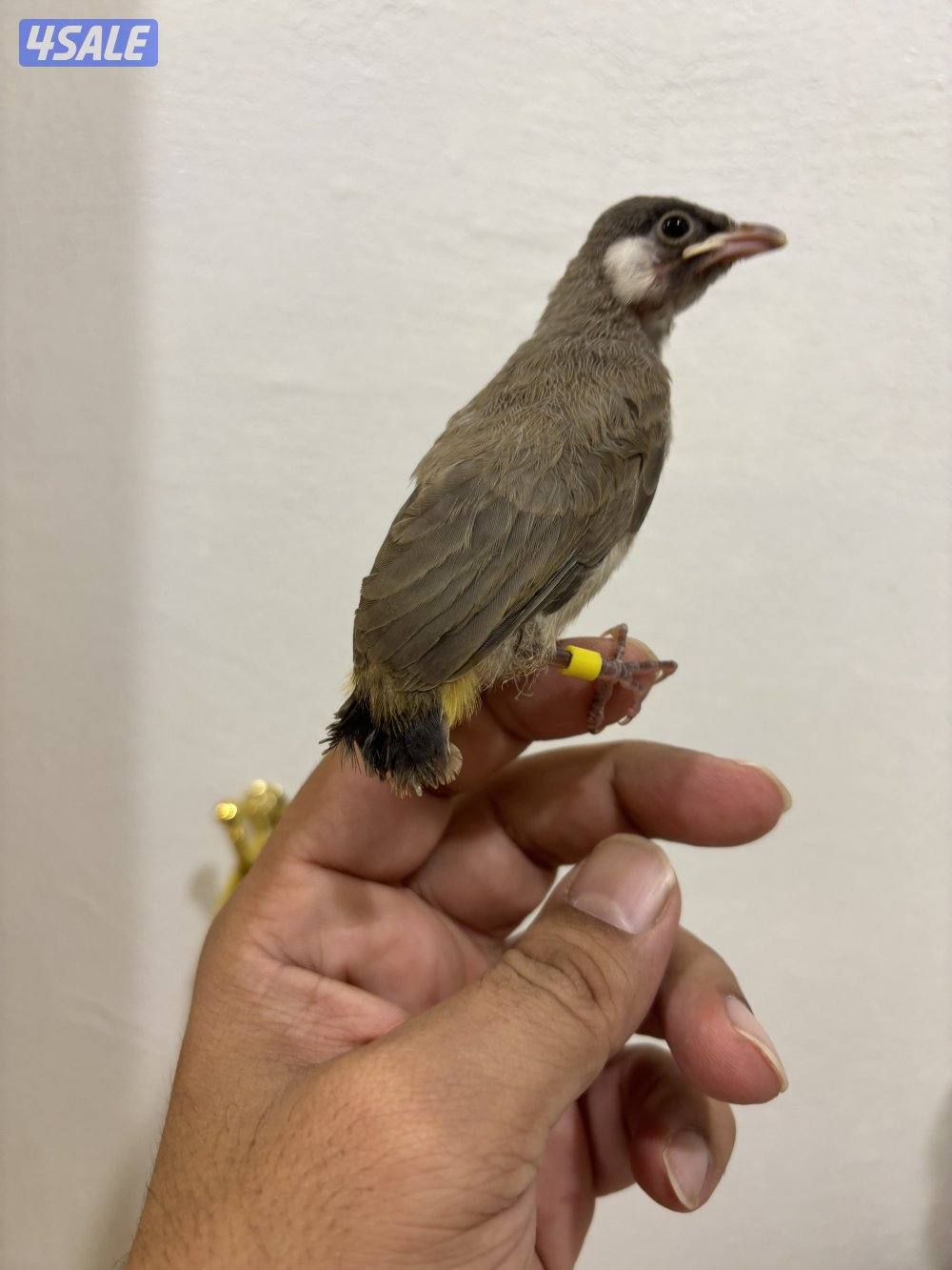 فروخ بلابل عس صحه ونظافة1